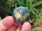 Polished Rounded Labradorite Free Forms x 35 From Madagascar