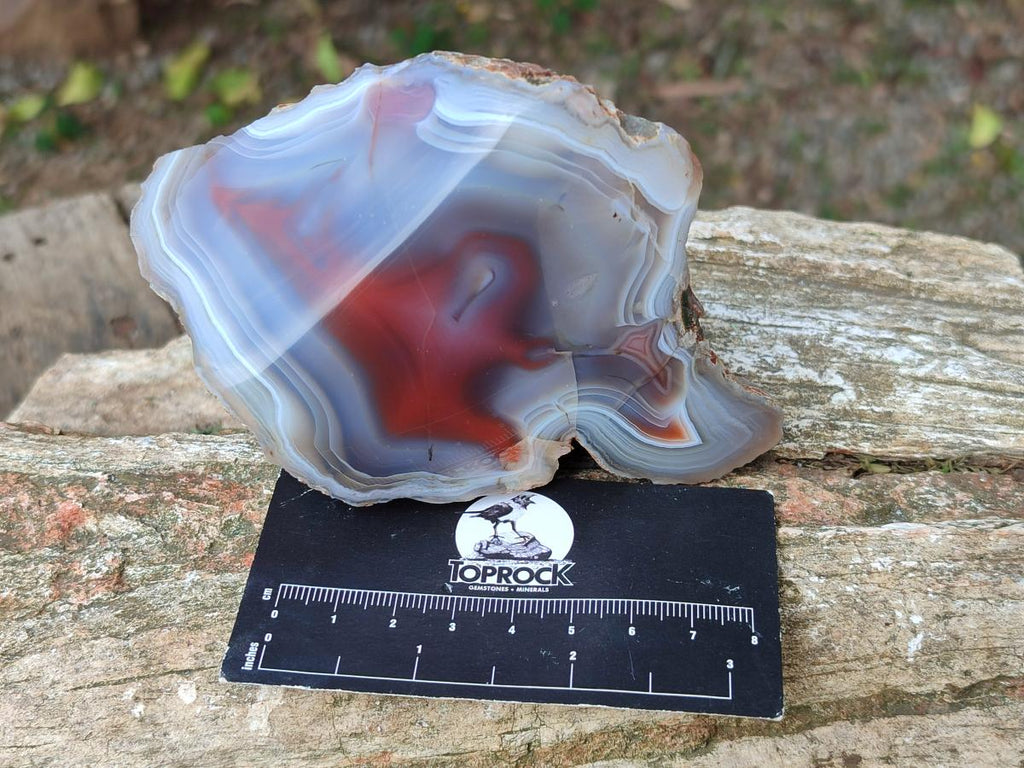 Polished One Side Red Shashe River Agate Nodules x 4 From Shashe River, Zimbabwe