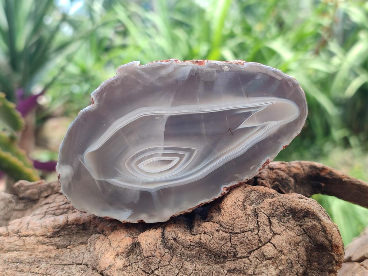Polished One Side Red Shashe River Agate Nodules x 4 From Shashe River, Zimbabwe