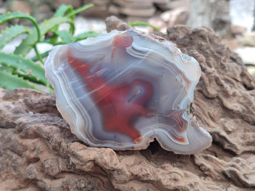 Polished One Side Red Shashe River Agate Nodules x 4 From Shashe River, Zimbabwe