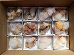 Natural Mixed Spirit Quartz Crystals and Clusters x 12 From Boekenhouthoek, South Africa