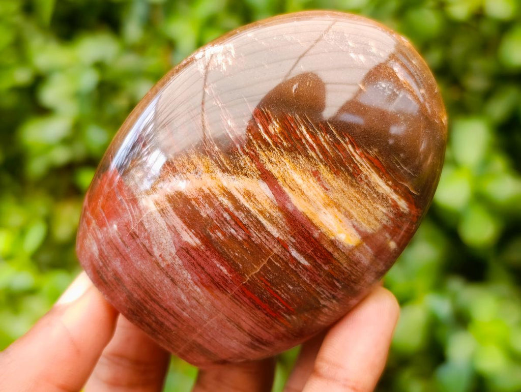 Polished Red Podocarpus Petrified Wood Standing Free Forms x 5 From Mahajanga, Madagascar