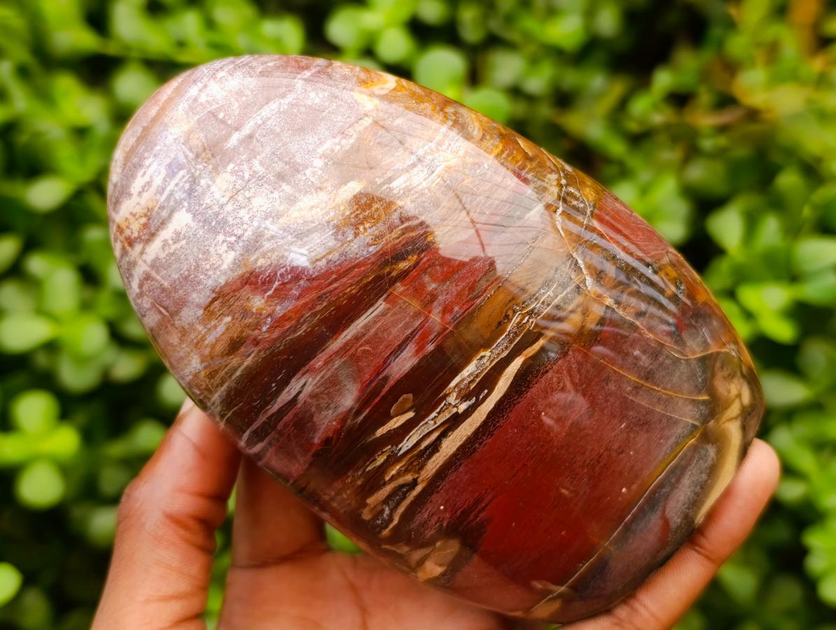 Polished Red Podocarpus Petrified Wood Standing Free Forms x 5 From Mahajanga, Madagascar