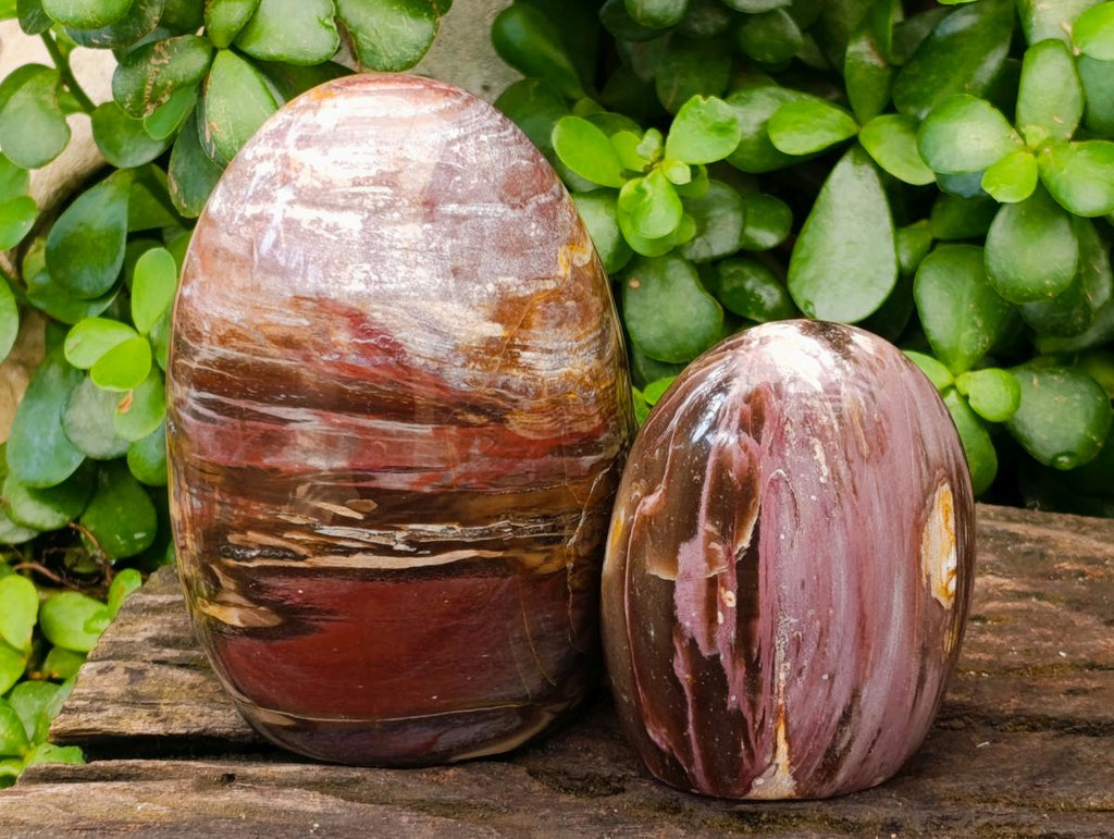 Polished Red Podocarpus Petrified Wood Standing Free Forms x 5 From Mahajanga, Madagascar