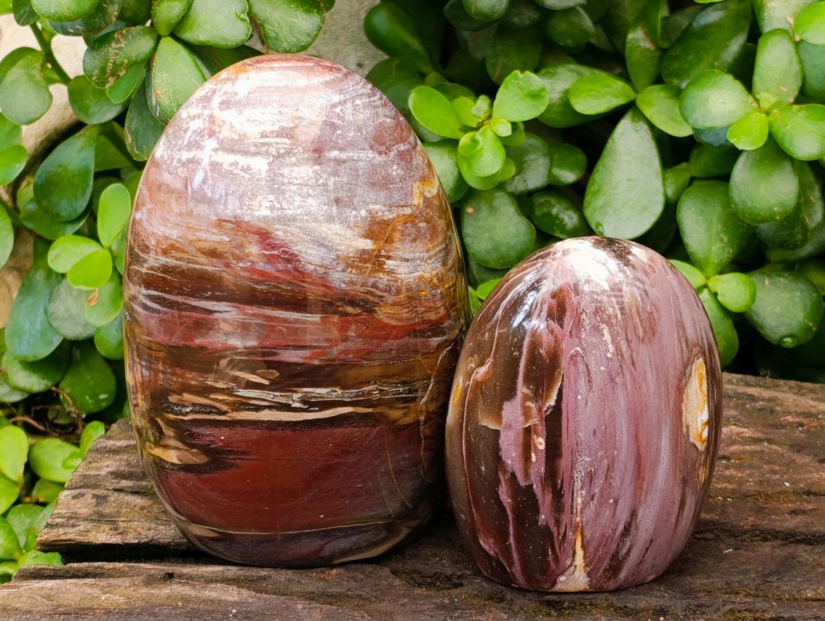 Polished Red Podocarpus Petrified Wood Standing Free Forms x 5 From Mahajanga, Madagascar