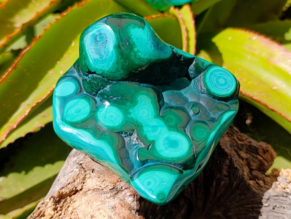 Polished Flower Banded Malachite Free Forms x 2 From Congo