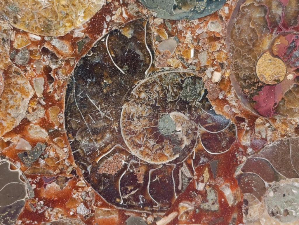 Hand Made Ammonite Conglomerate Coffee Table Coasters x 6 From Mahajanga, Madagascar - Toprock Gemstones and Minerals 