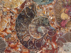 Hand Made Ammonite Conglomerate Coffee Table Coasters x 6 From Mahajanga, Madagascar - Toprock Gemstones and Minerals 