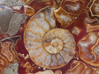 Hand Made Ammonite Conglomerate Coffee Table Coasters x 6 From Mahajanga, Madagascar - Toprock Gemstones and Minerals 