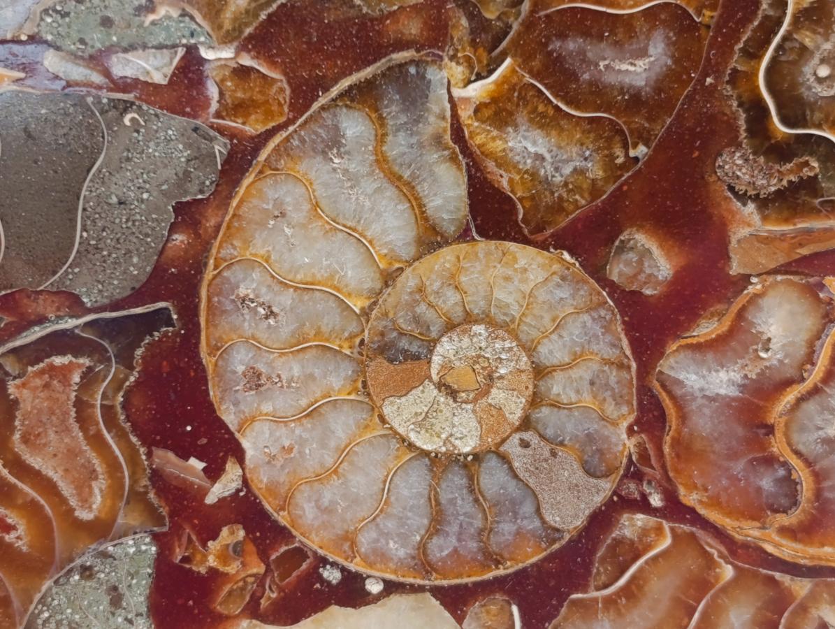 Hand Made Ammonite Conglomerate Coffee Table Coasters x 6 From Mahajanga, Madagascar