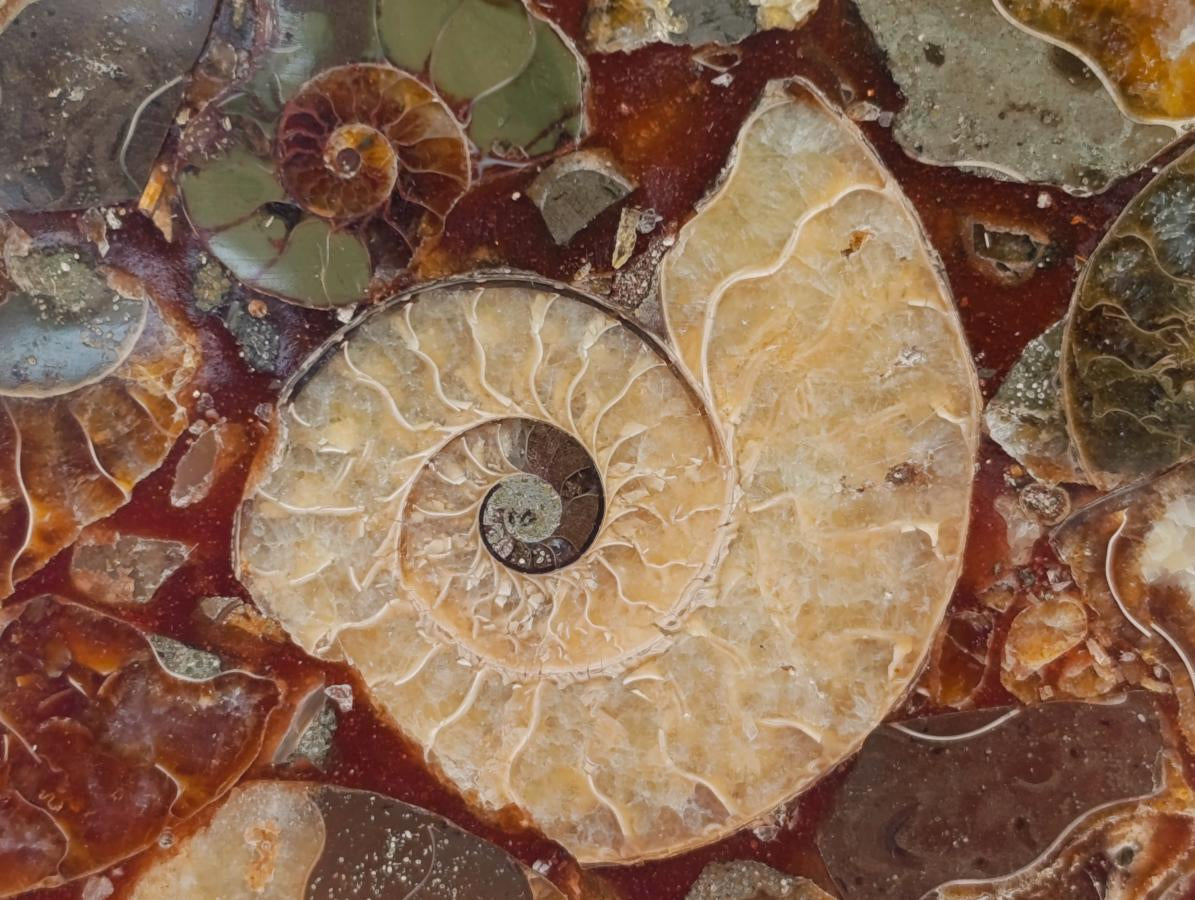 Hand Made Ammonite Conglomerate Coffee Table Coasters x 6 From Mahajanga, Madagascar - Toprock Gemstones and Minerals 
