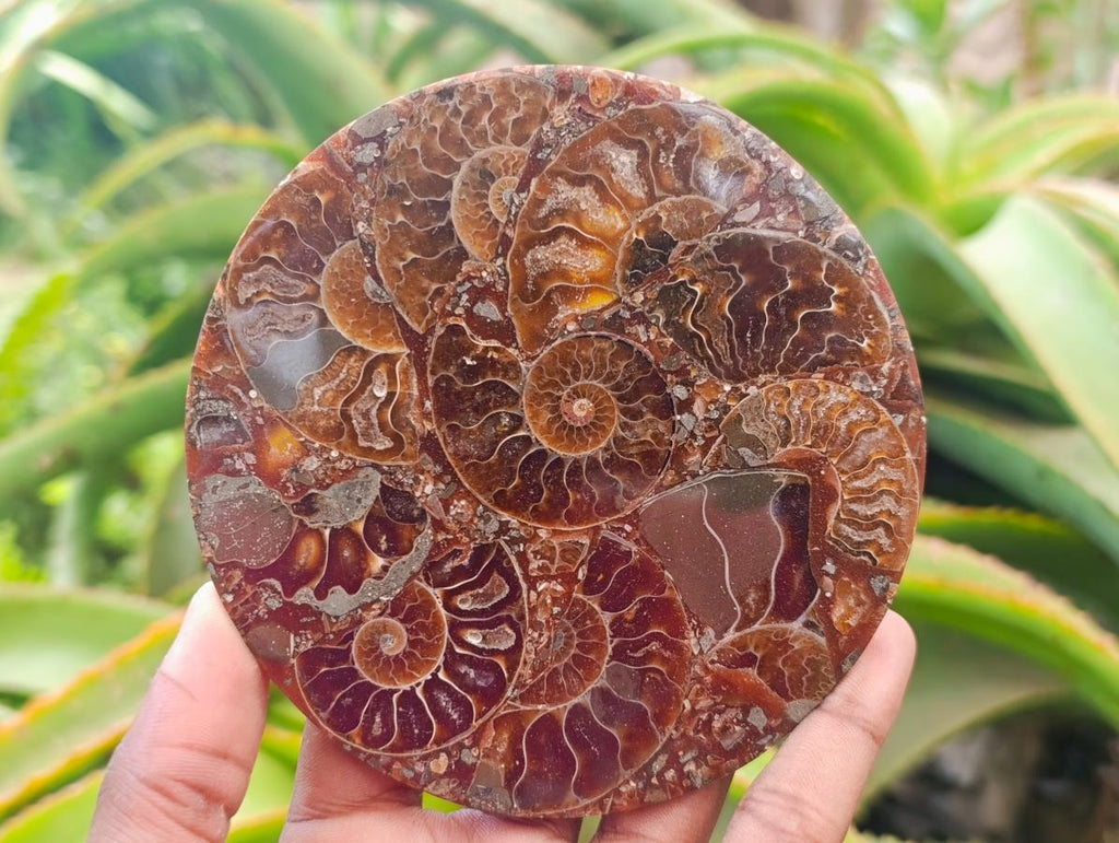 Hand Made Ammonite Conglomerate Coffee Table Coasters x 6 From Mahajanga, Madagascar - Toprock Gemstones and Minerals 
