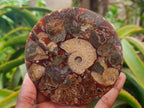 Hand Made Ammonite Conglomerate Coffee Table Coasters x 6 From Mahajanga, Madagascar - Toprock Gemstones and Minerals 