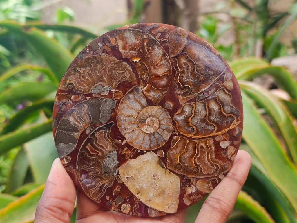 Hand Made Ammonite Conglomerate Coffee Table Coasters x 6 From Mahajanga, Madagascar - Toprock Gemstones and Minerals 