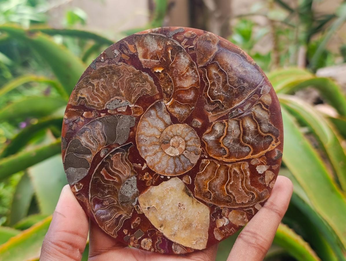 Hand Made Ammonite Conglomerate Coffee Table Coasters x 6 From Mahajanga, Madagascar - Toprock Gemstones and Minerals 