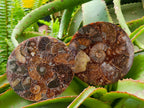 Hand Made Ammonite Conglomerate Coffee Table Coasters x 6 From Mahajanga, Madagascar - Toprock Gemstones and Minerals 