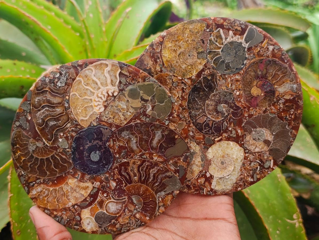 Hand Made Ammonite Conglomerate Coffee Table Coasters x 6 From Mahajanga, Madagascar - Toprock Gemstones and Minerals 