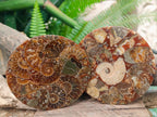 Hand Made Ammonite Conglomerate Coffee Table Coasters x 6 From Mahajanga, Madagascar - Toprock Gemstones and Minerals 