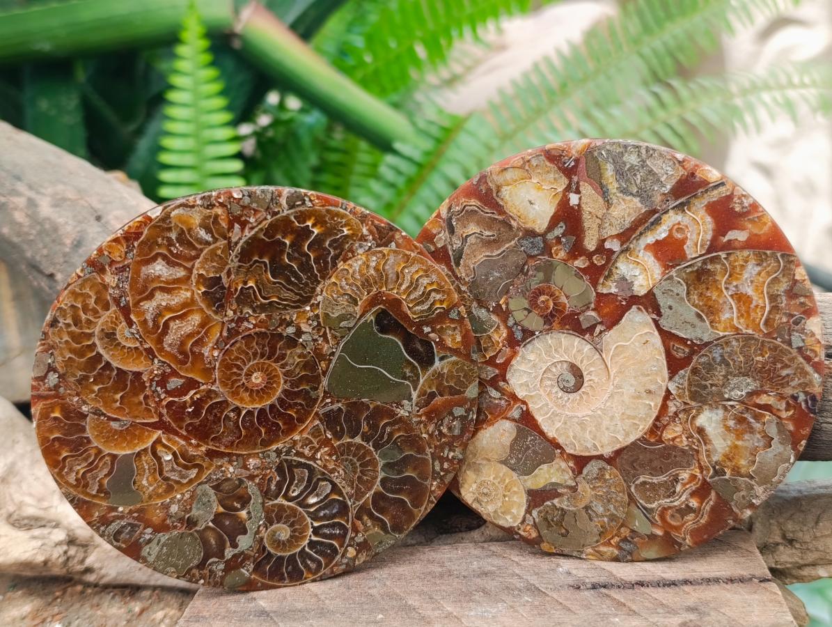 Hand Made Ammonite Conglomerate Coffee Table Coasters x 6 From Mahajanga, Madagascar - Toprock Gemstones and Minerals 