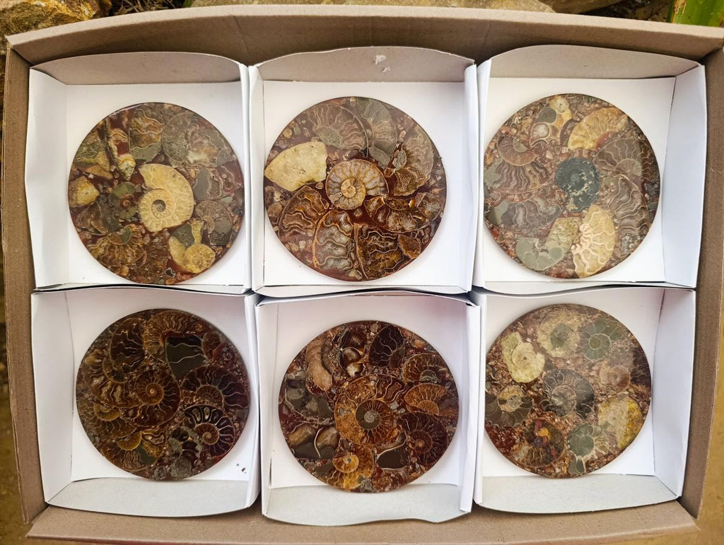 Hand Made Ammonite Conglomerate Coffee Table Coasters x 6 From Mahajanga, Madagascar - Toprock Gemstones and Minerals 
