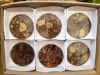 Hand Made Ammonite Conglomerate Coffee Table Coasters x 6 From Mahajanga, Madagascar - Toprock Gemstones and Minerals 