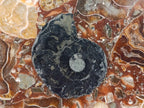 Hand Made Ammonite Conglomerate Coffee Table Coasters x 6 From Mahajanga, Madagascar - Toprock Gemstones and Minerals 
