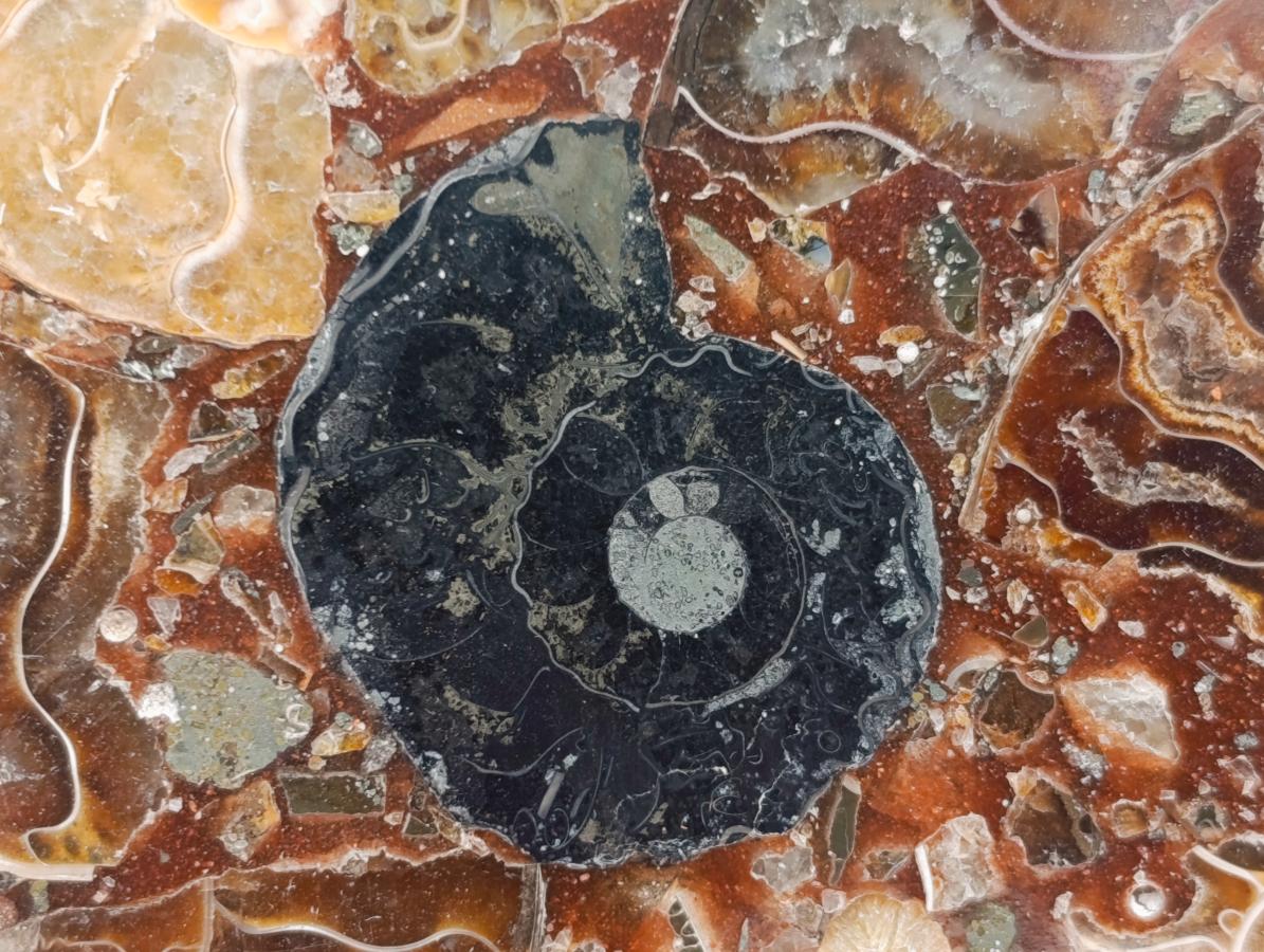 Hand Made Ammonite Conglomerate Coffee Table Coasters x 6 From Mahajanga, Madagascar - Toprock Gemstones and Minerals 