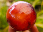 Polished Carnelian Agate Gemstone Spheres x 12 From Madagascar