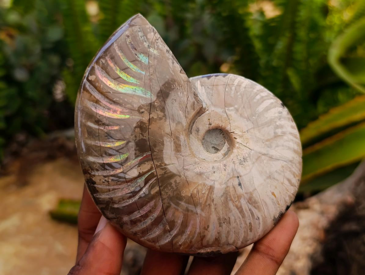 Polished Cleoniceras Red Ammolite Opalized Ammonite Fossils x 2 From Tulear, Madagascar
