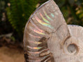 Polished Cleoniceras Red Ammolite Opalized Ammonite Fossils x 2 From Tulear, Madagascar