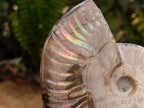 Polished Cleoniceras Red Ammolite Opalized Ammonite Fossils x 2 From Tulear, Madagascar