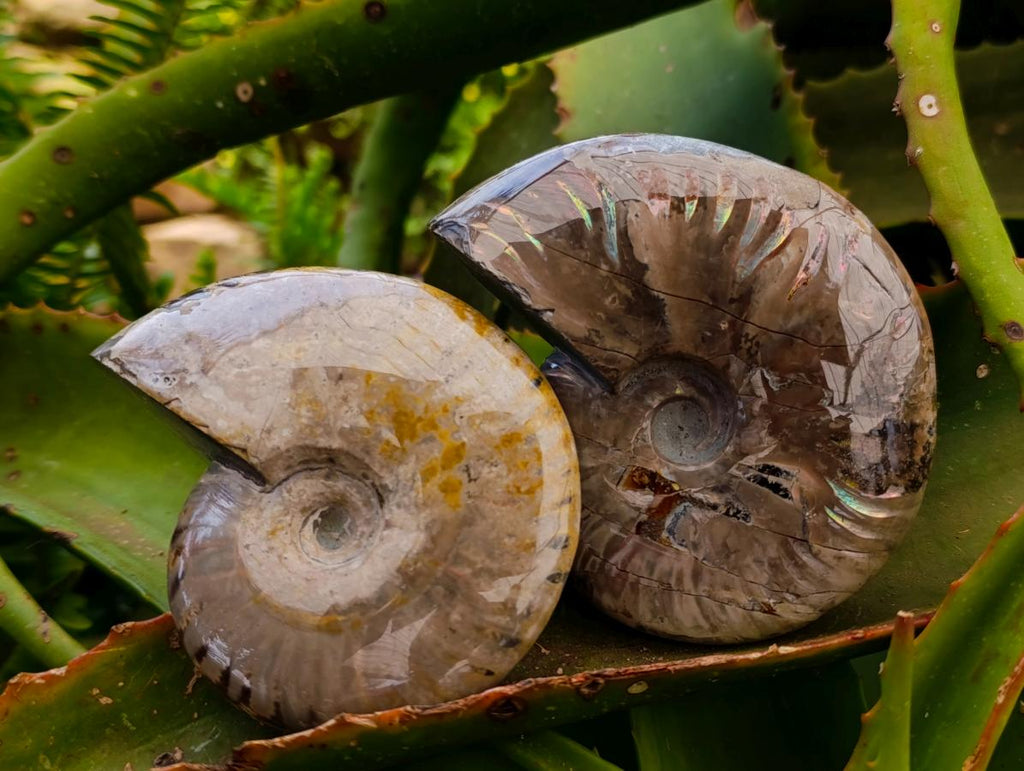 Polished Cleoniceras Red Ammolite Opalized Ammonite Fossils x 2 From Tulear, Madagascar