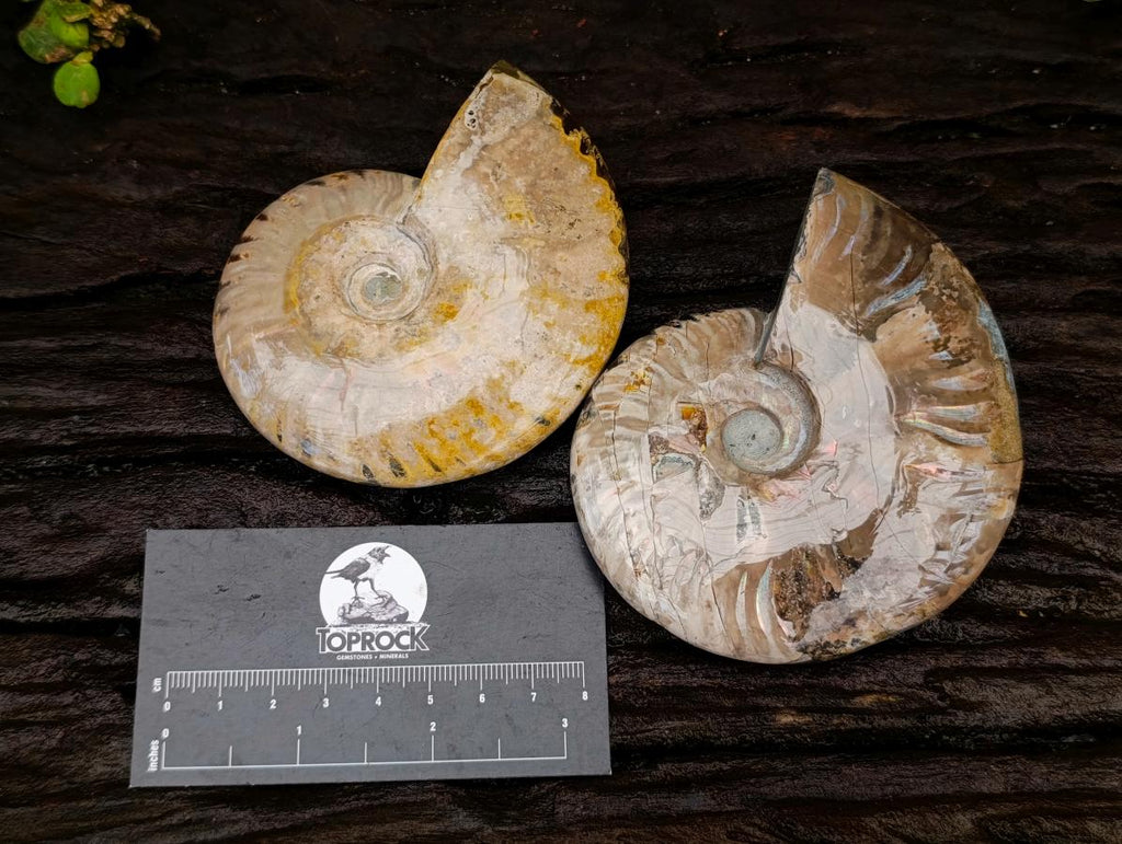 Polished Cleoniceras Red Ammolite Opalized Ammonite Fossils x 2 From Tulear, Madagascar