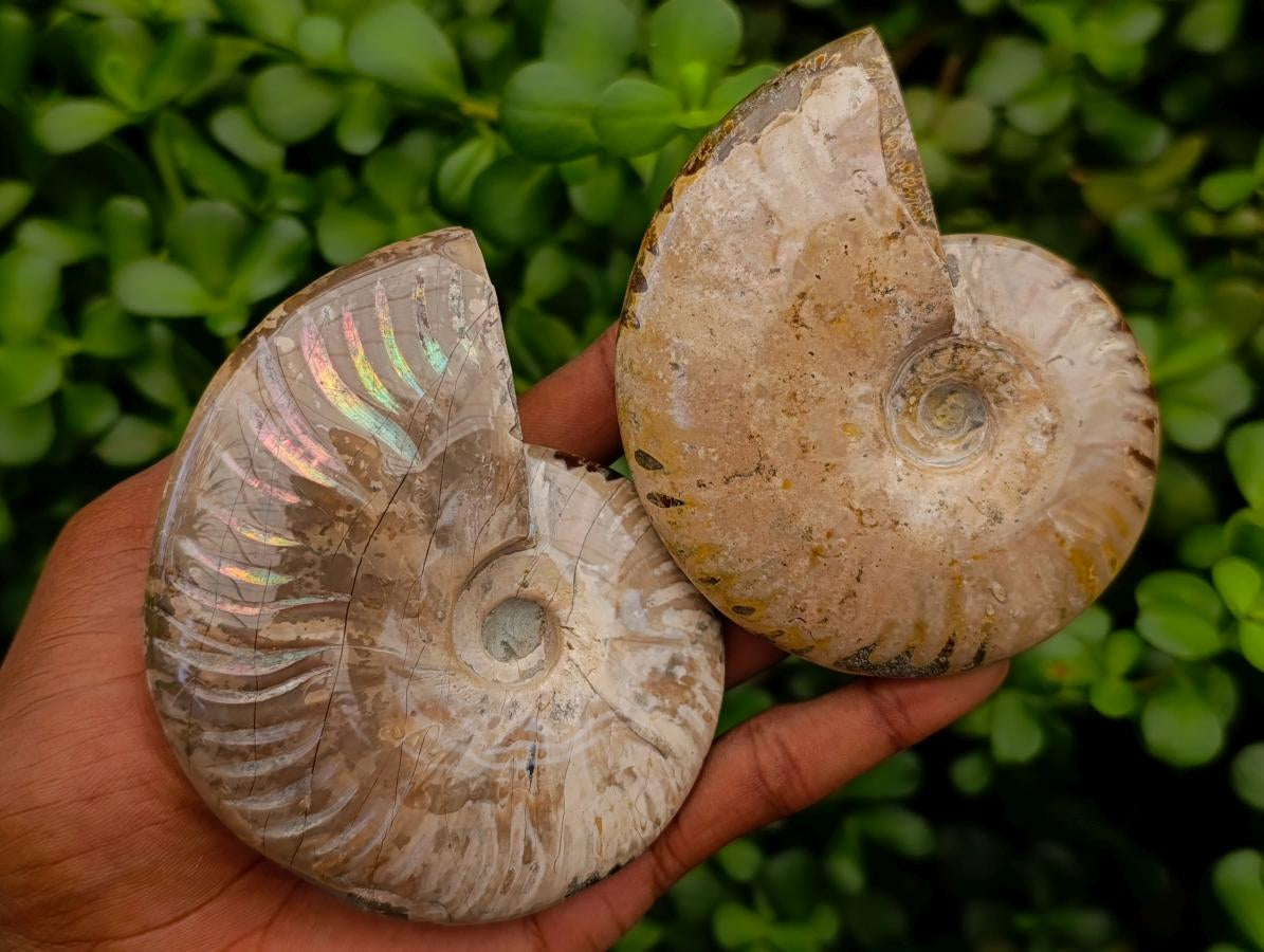 Polished Cleoniceras Red Ammolite Opalized Ammonite Fossils x 2 From Tulear, Madagascar