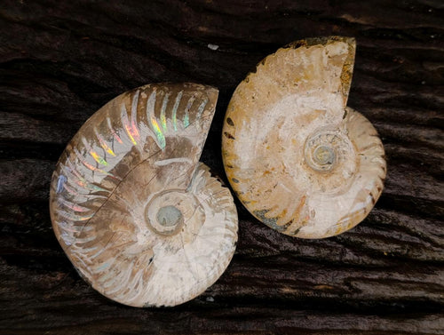 Polished Cleoniceras Red Ammolite Opalized Ammonite Fossils x 2 From Tulear, Madagascar