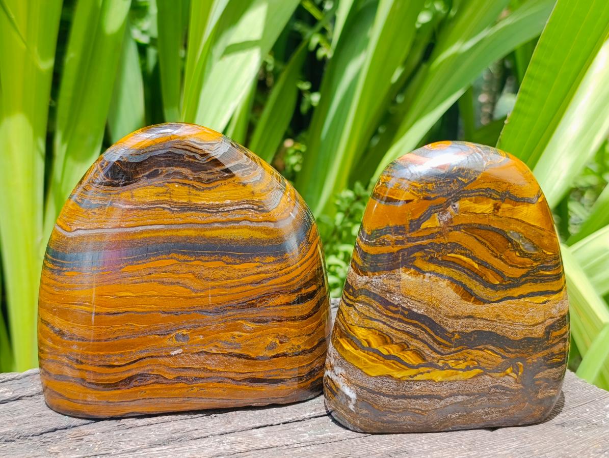 Polished Golden Tigers Eye With Banded Iron Stone Standing Free Forms x 2 From Prieska, South Africa