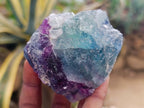 Natural Watermelon Fluorite Cobbed Specimens x 24 From Uis, Namibia