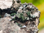 Natural Libethenite Crystals On Dolomite Matrix Specimens x 6 From Shituru, Congo