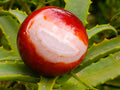 Polished Carnelian Agate Gemstone Spheres x 6 From Madagascar