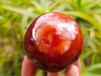 Polished Carnelian Agate Gemstone Spheres x 6 From Madagascar