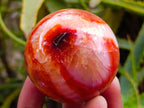 Polished Carnelian Agate Gemstone Spheres x 6 From Madagascar
