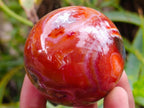 Polished Carnelian Agate Gemstone Spheres x 6 From Madagascar