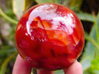 Polished Carnelian Agate Gemstone Spheres x 6 From Madagascar