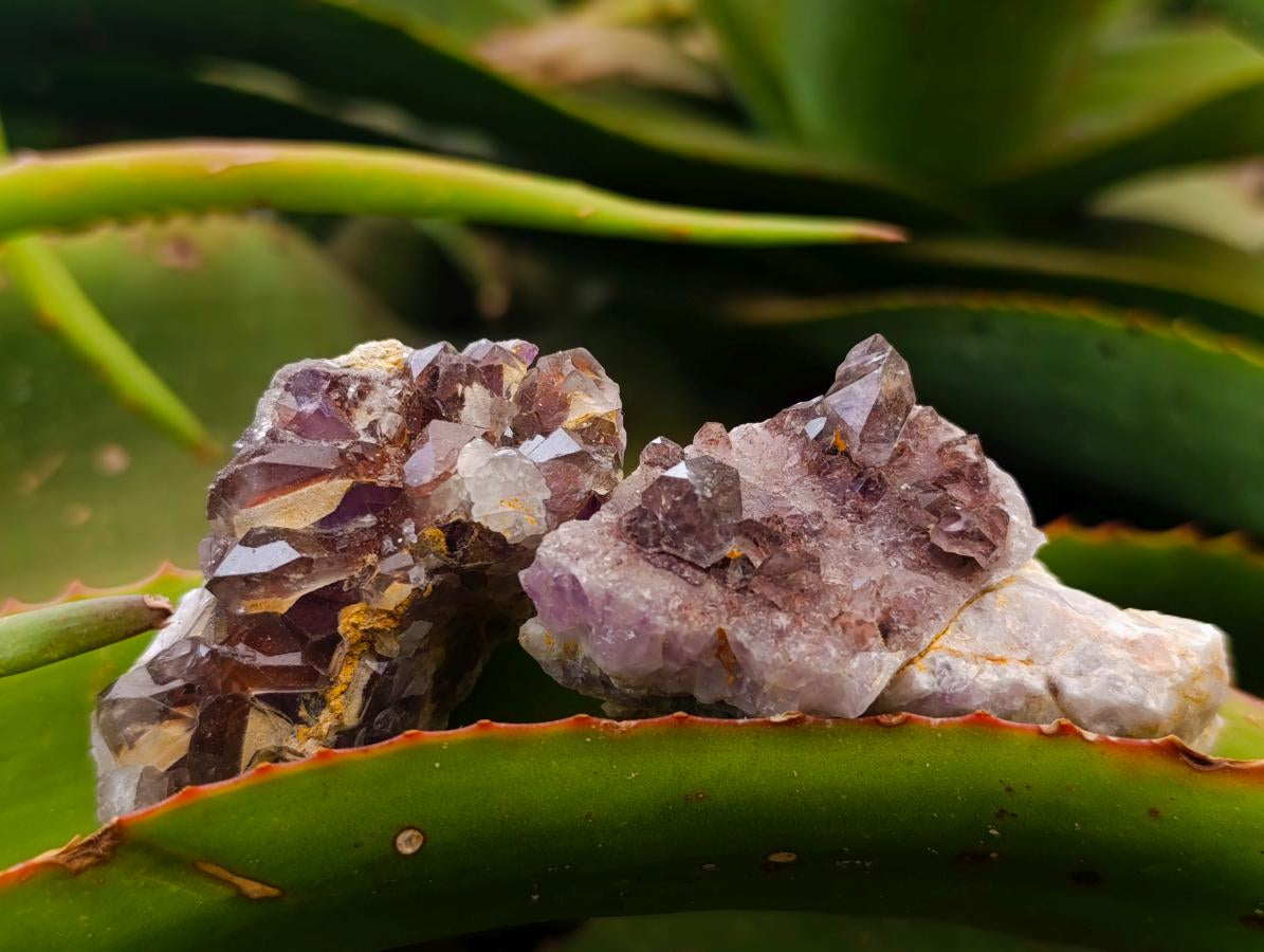 Natural Rare Amethyst Asylum Quartz Clusters x 12 From Luena, Congo