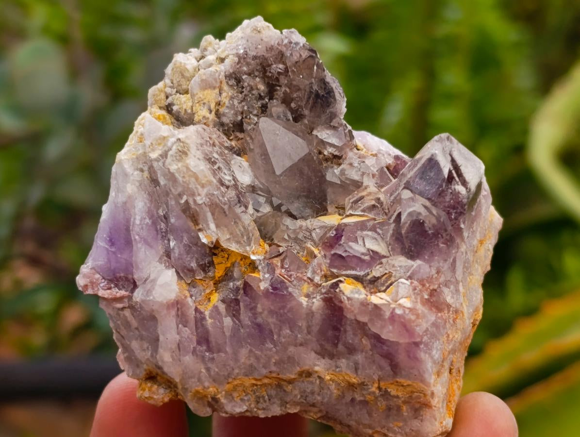 Natural Rare Amethyst Asylum Quartz Clusters x 12 From Luena, Congo