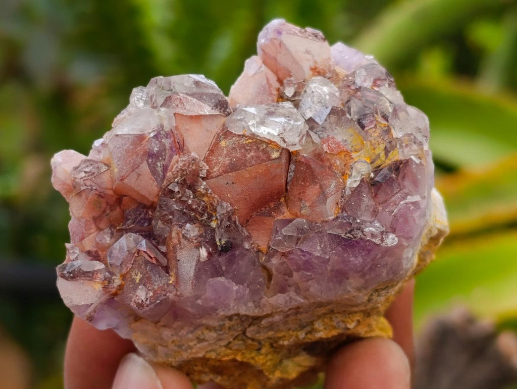 Natural Rare Amethyst Asylum Quartz Clusters x 12 From Luena, Congo