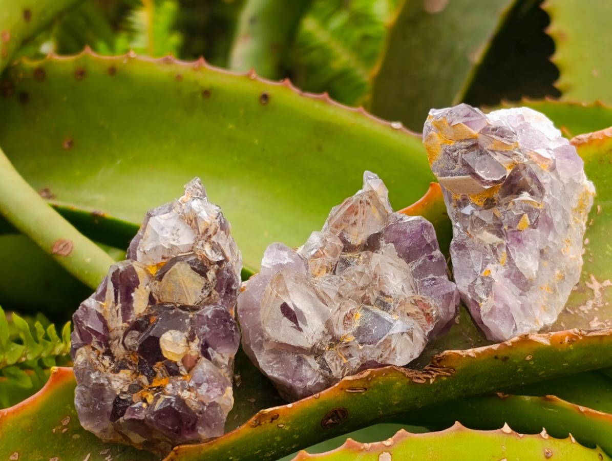 Natural Rare Amethyst Asylum Quartz Clusters x 12 From Luena, Congo