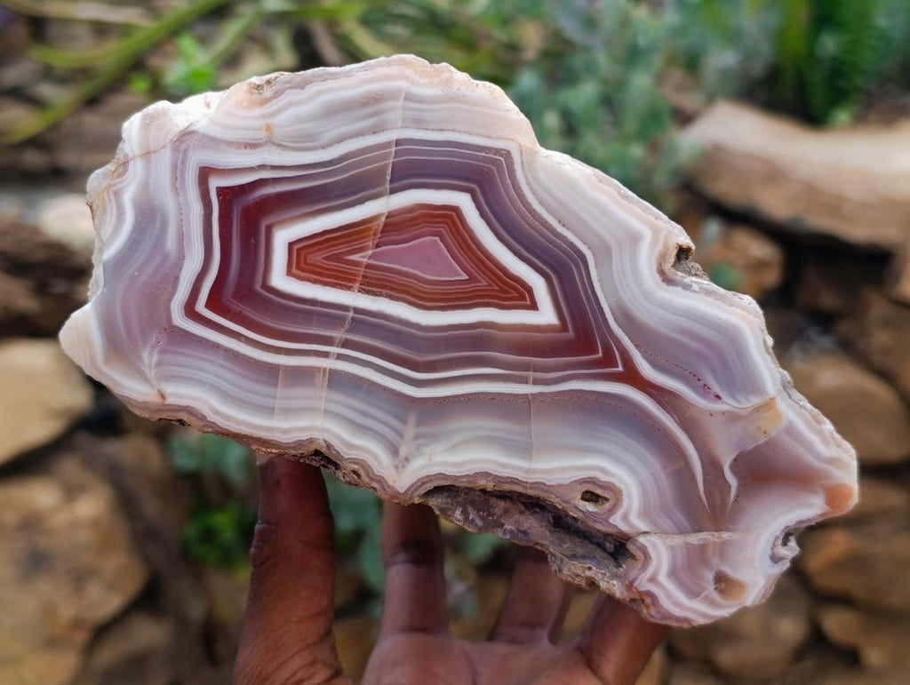 Polished One Side XL Shashe River Agate Specimen x 1 From Shashe River, Zimbabwe