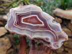 Polished One Side XL Shashe River Agate Specimen x 1 From Shashe River, Zimbabwe