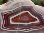 Polished One Side XL Shashe River Agate Specimen x 1 From Shashe River, Zimbabwe